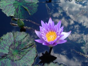 Lotus