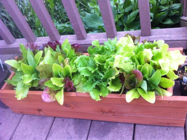 Ready for salad