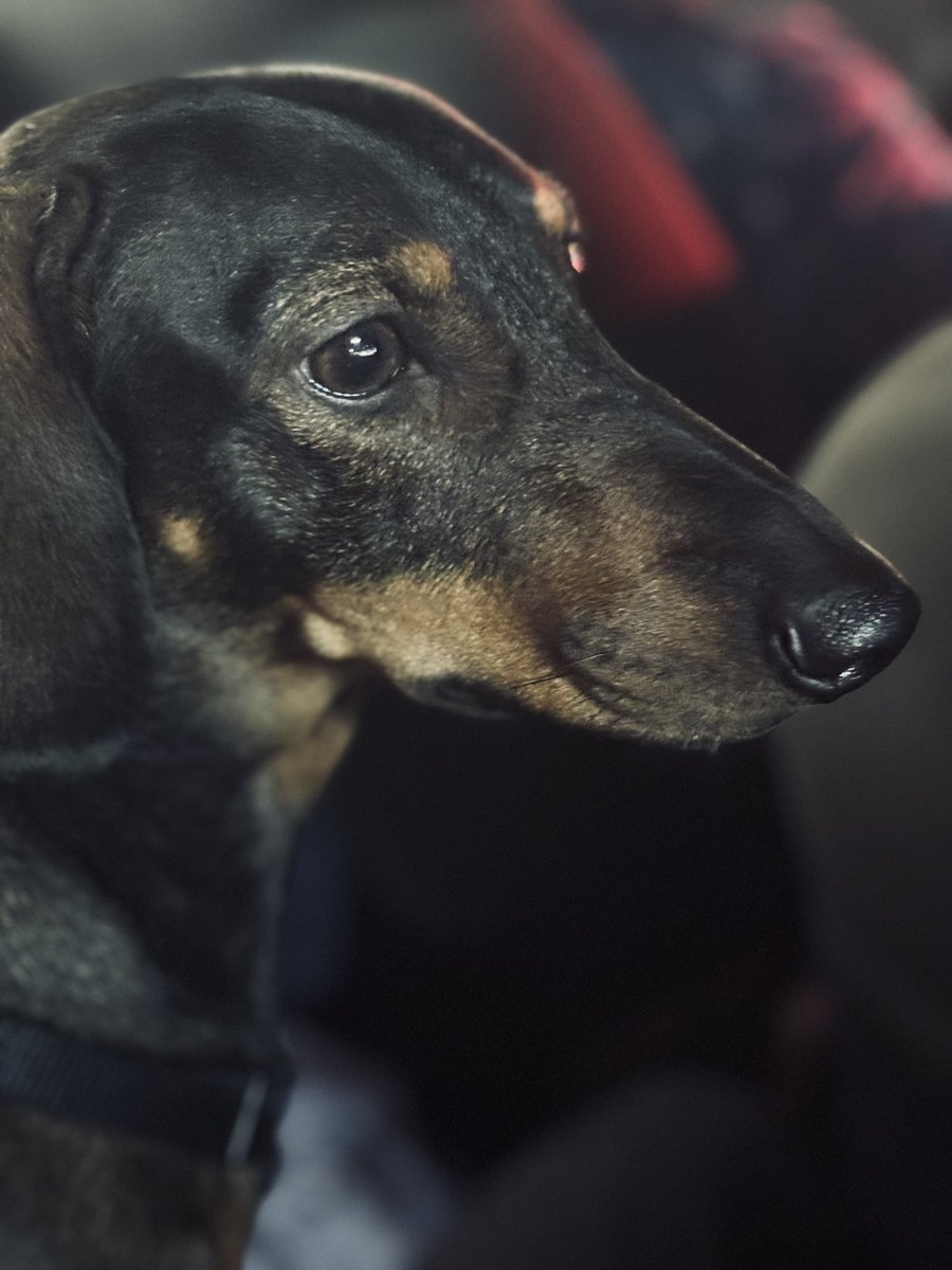 Every dog must have his day